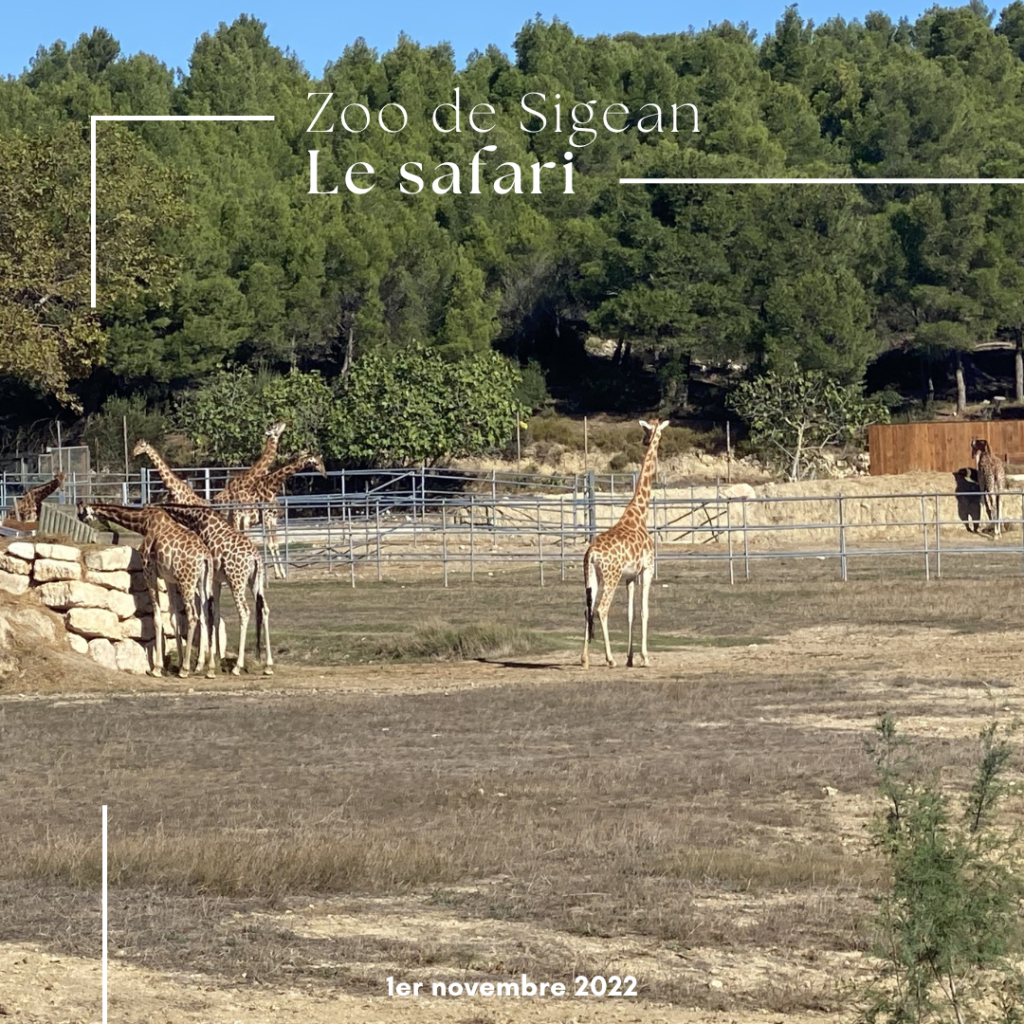 Le zoo de Sigean en famille : une belle découverte