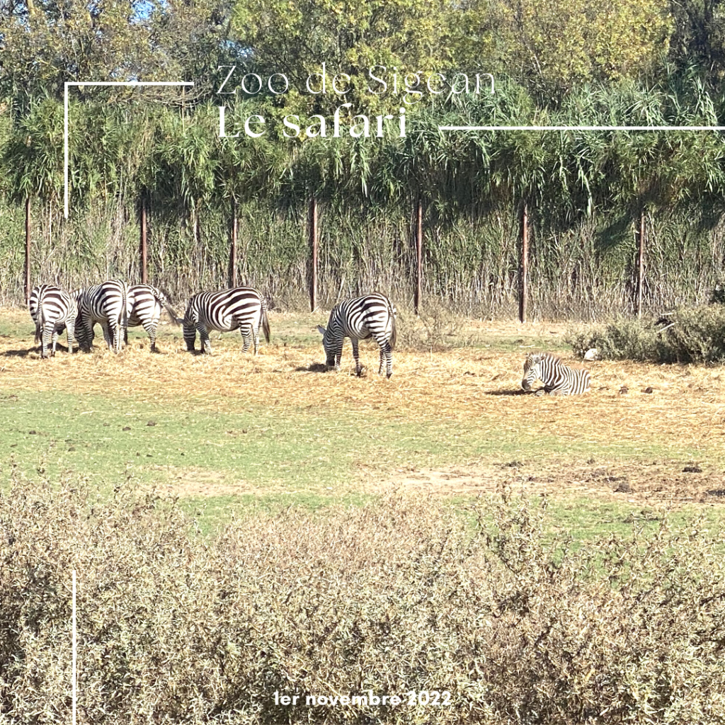 Le zoo de Sigean en famille : une belle découverte