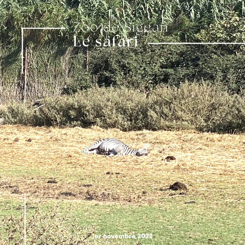 Le zoo de Sigean en famille : une belle découverte