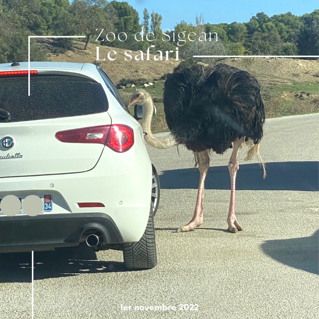 Le zoo de Sigean en famille : une belle découverte