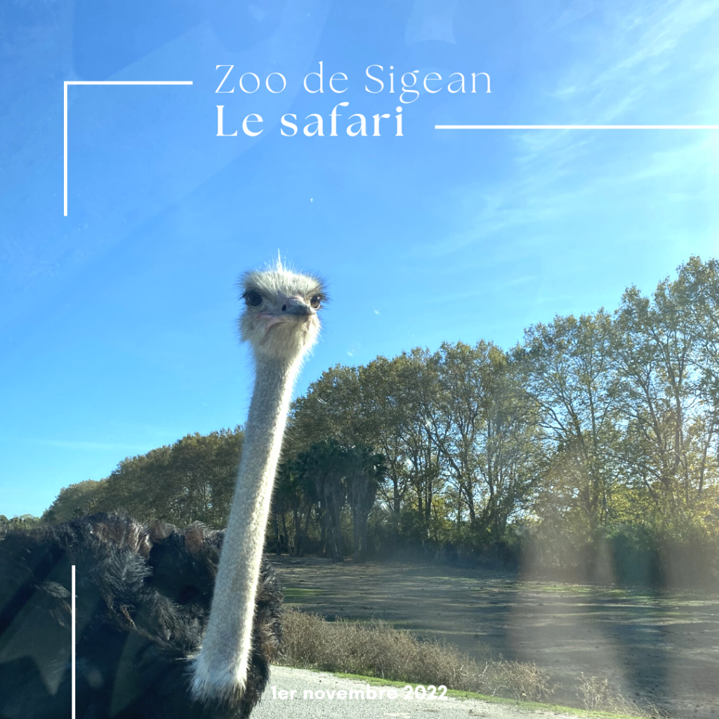 Le zoo de Sigean en famille : une belle découverte