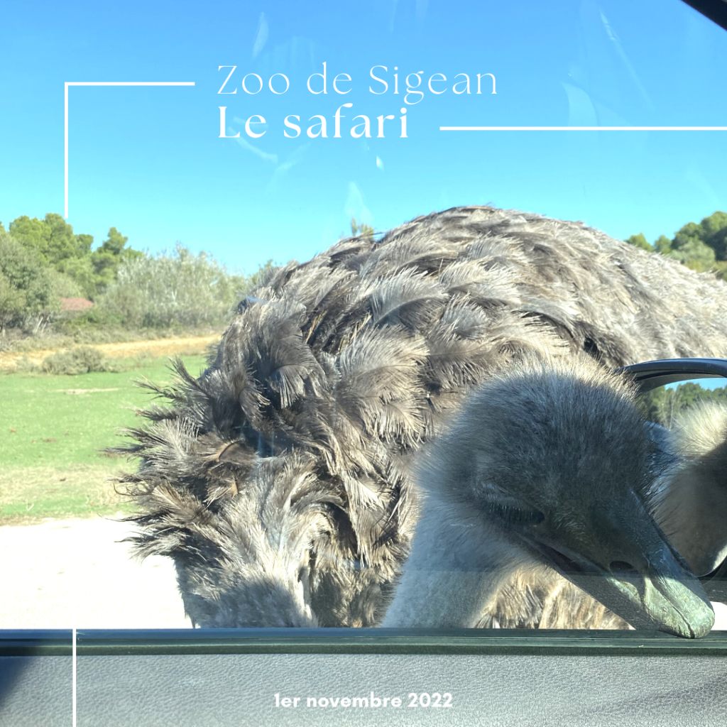 Le zoo de Sigean en famille : une belle découverte