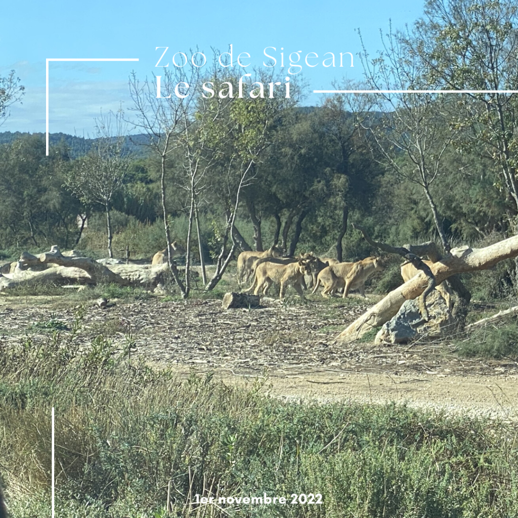 Le zoo de Sigean en famille : une belle découverte