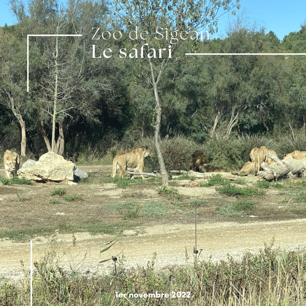 Le zoo de Sigean en famille : une belle découverte